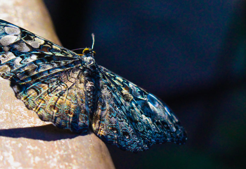 buterfly